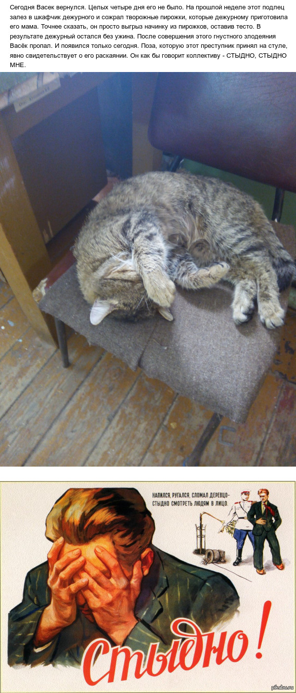 Кошачий стыд