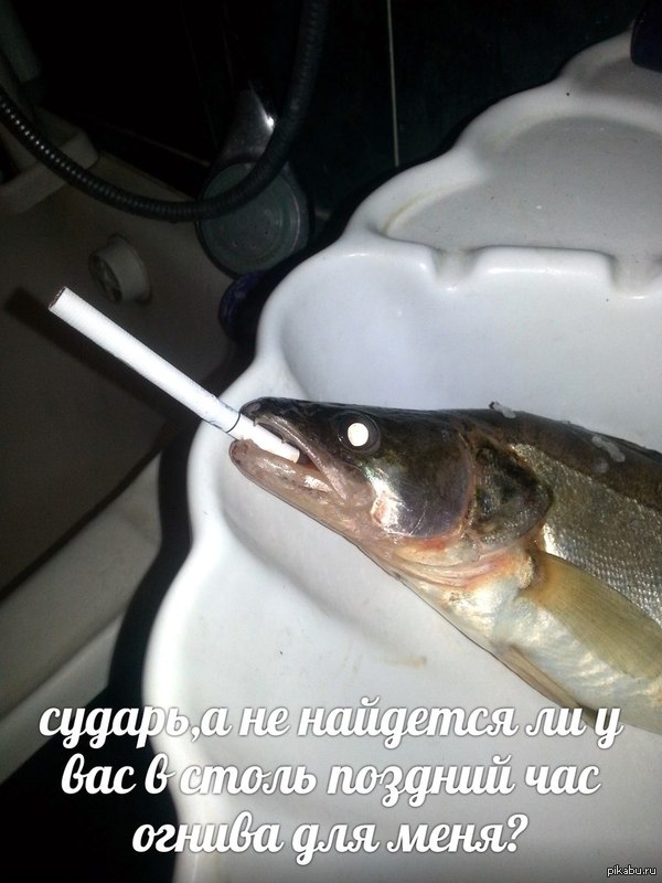 Значит наловил батя рыбы. А рыбак он ещё тот)