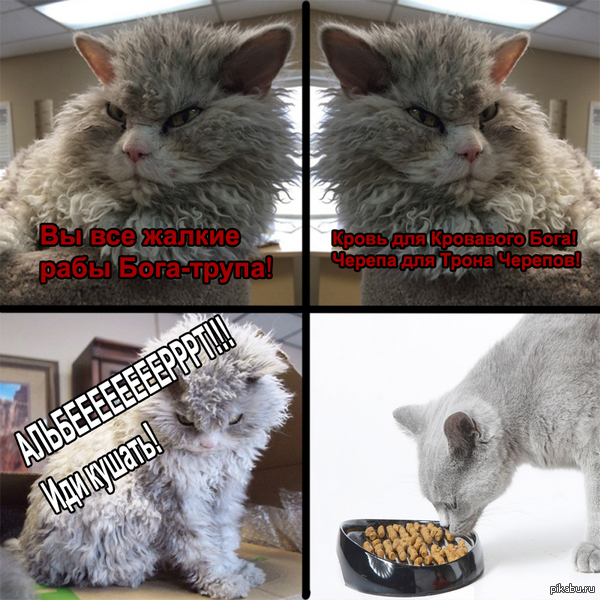 Обычный день кота Альберта