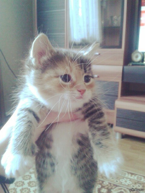 Котёнка пост