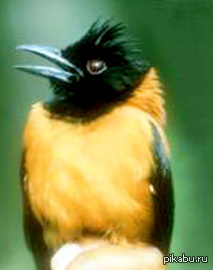   oxy (Pitohui dichrous)