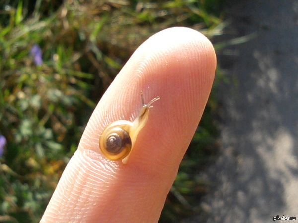 ������� ����:3