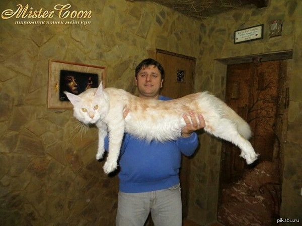 ��� ���� ����-������))