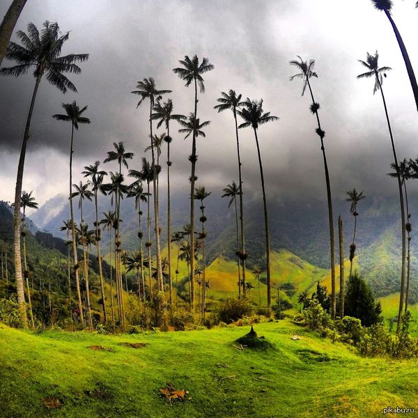        Cocora, .    80 .