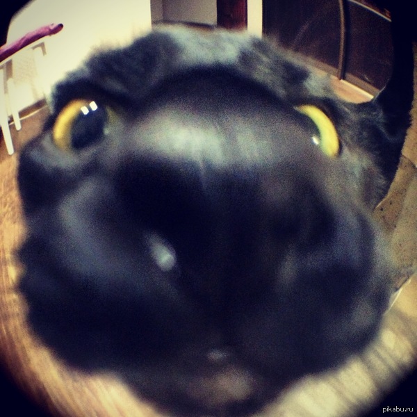   fisheye,  ))