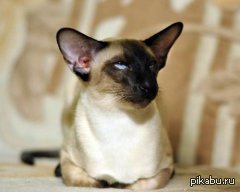 помогите отыскать полное фото, или пароду