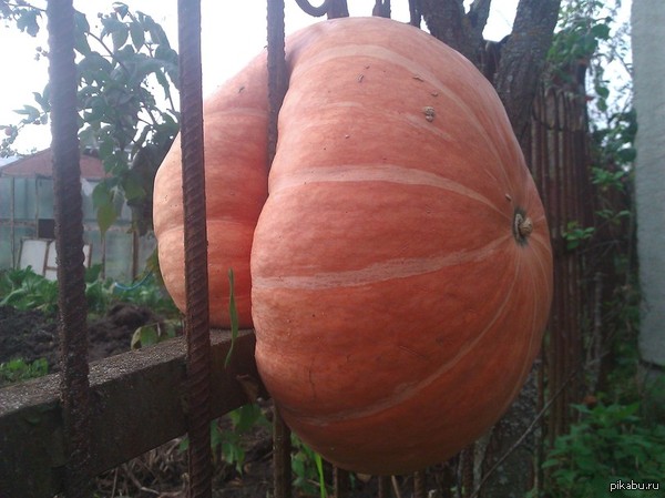 Та у меня просто косточки широкие...