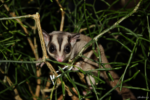 ������ �������