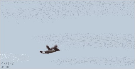 Angry birds in real life