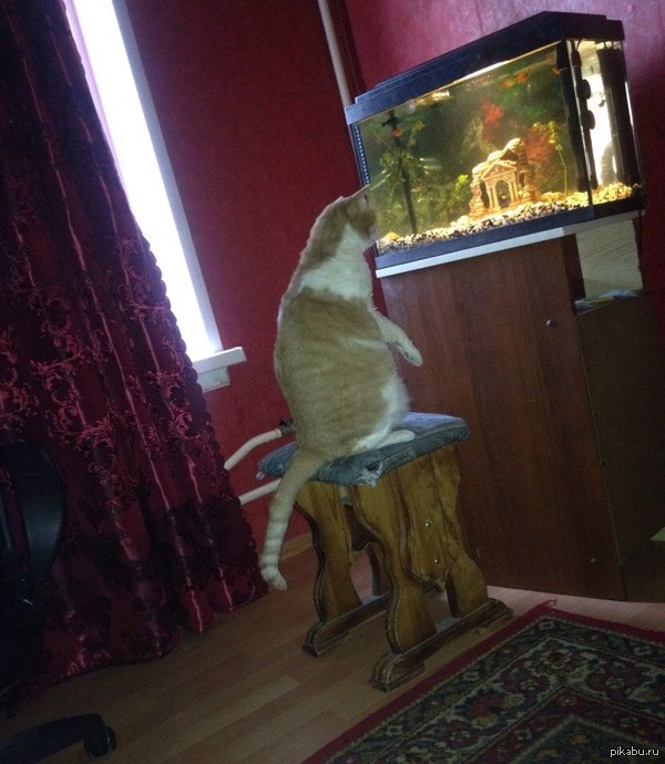 ����� � ���� ��������