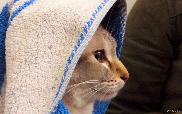 Переходи на светлую сторону Силы