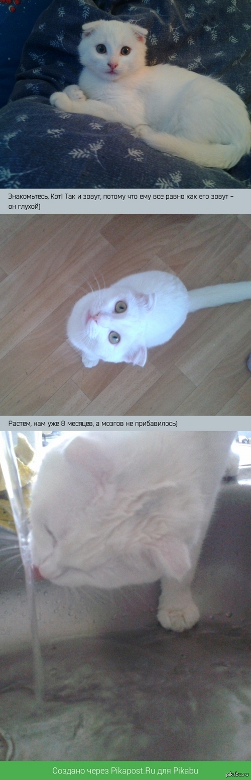 Мой мур-мур.