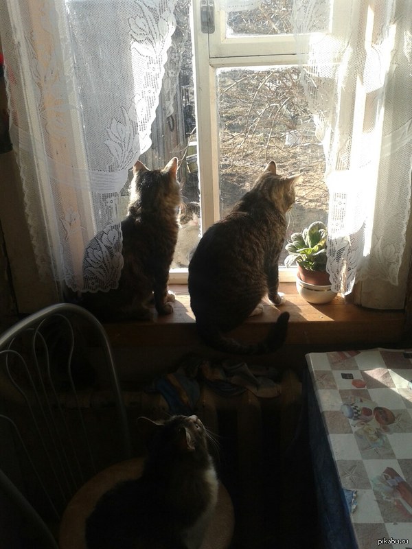 four cats - cat, The photo, My, Window