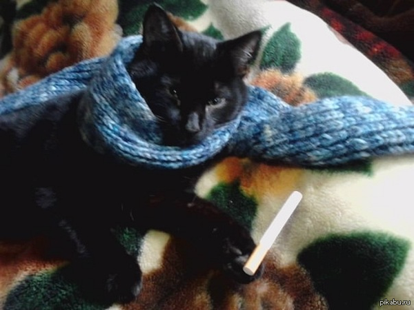 Мой кот в образе