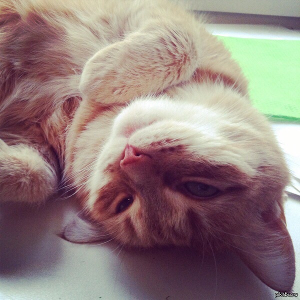 все любят кошек | Пикабу