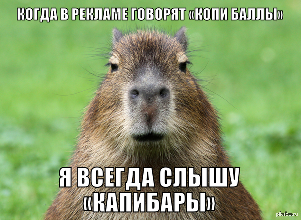 Капибары | Пикабу