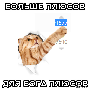 Котейка-плюсолов | Пикабу