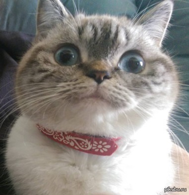 Проверяю сколько плюсов соберет морда кота в свете последних событий