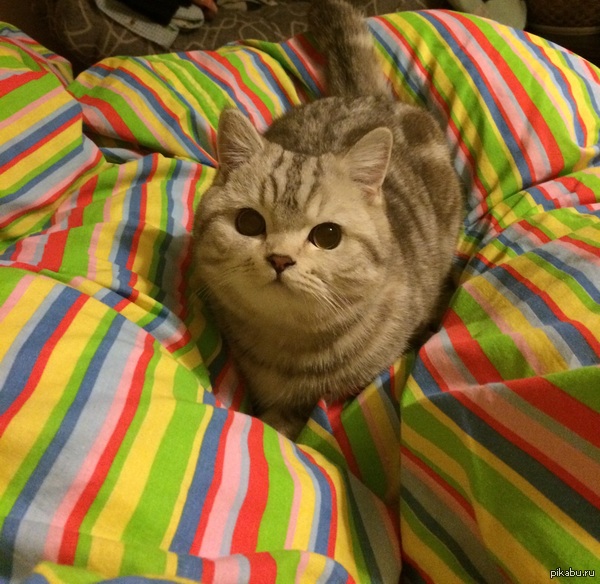 ������� �������