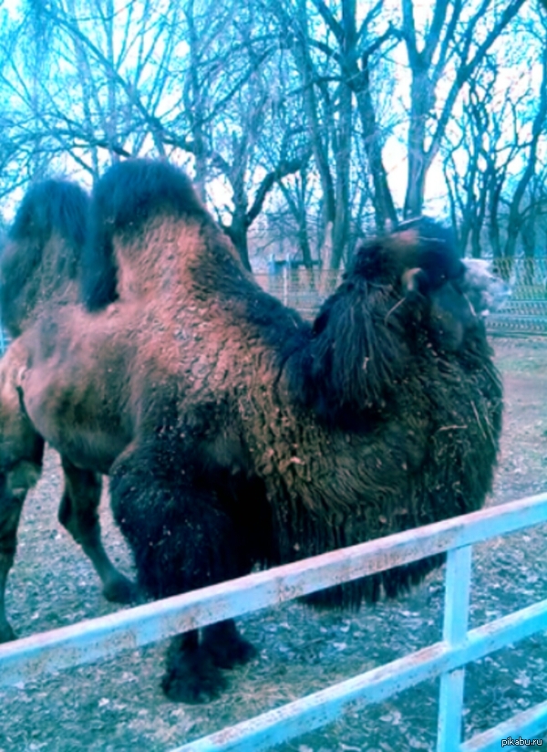 �������� � �������������