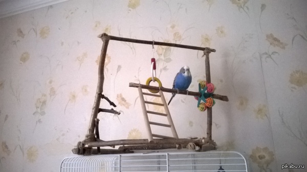 ��� ��� ���������) ����� ������� ����)