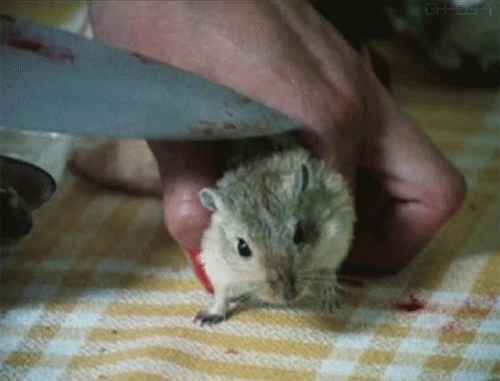 Убитый хомячок. Мышь с ножом.
