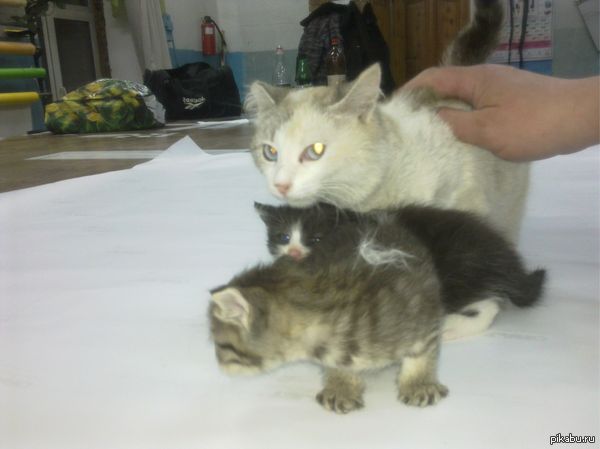 ����� �����-�������