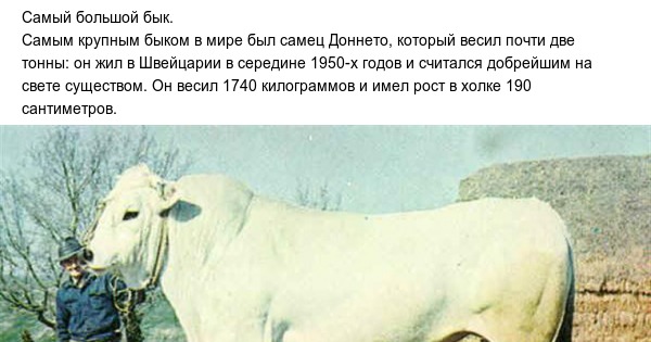 Сколько быков было белого цвета. Самый большой вес быка. Самый крупный бык в истории. Самый тяжелый бык в мире. Самый большой бык в мире вес.