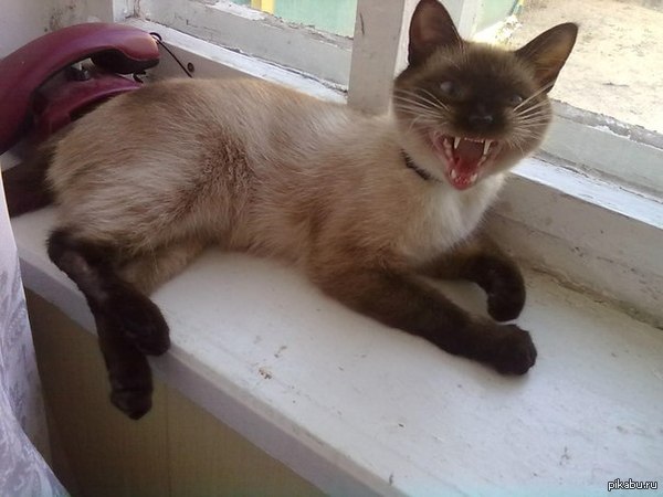 ��� ���.