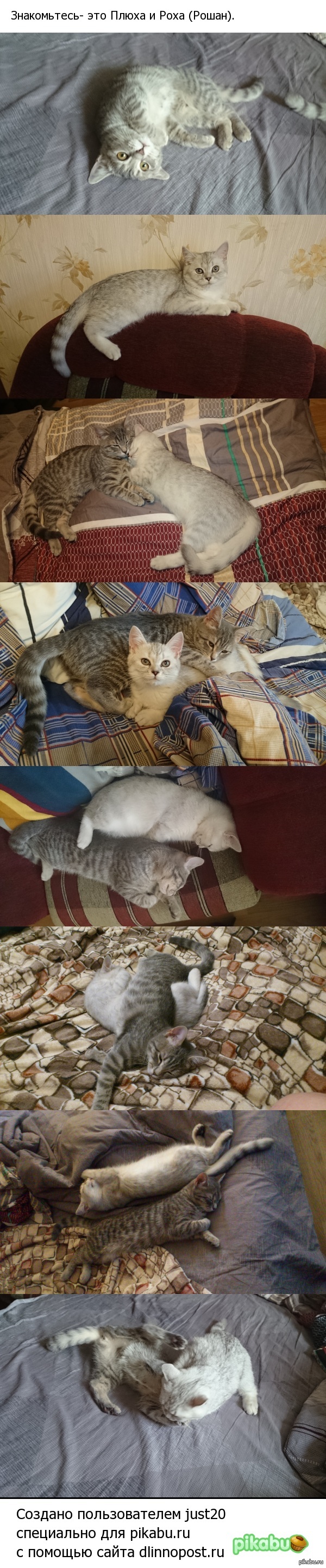 что может быть лучше кота только два кота. Смотреть фото что может быть лучше кота только два кота. Смотреть картинку что может быть лучше кота только два кота. Картинка про что может быть лучше кота только два кота. Фото что может быть лучше кота только два кота