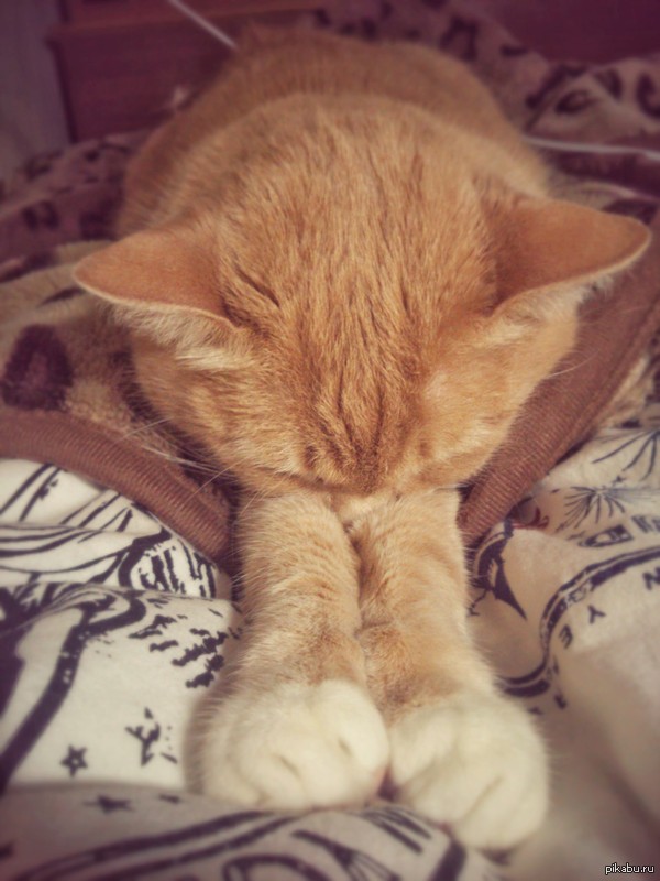 Умаялась, бедняга)