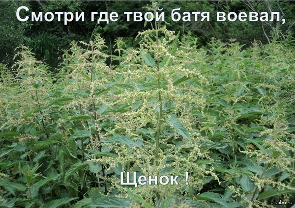 ����� ������� ���� �������