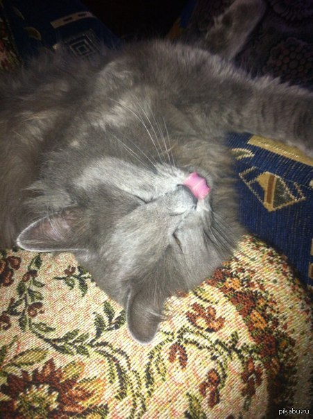 Пост бесполезной информации. Как выглядит язык кота с обратной стороны :)