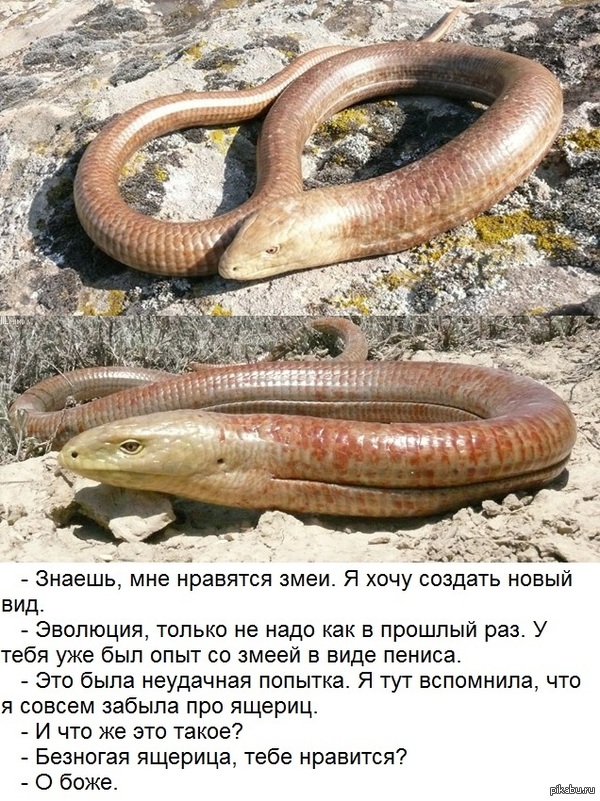 ��������, ��� �� �������?