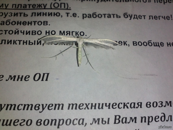 Вперёд, энтомологи!