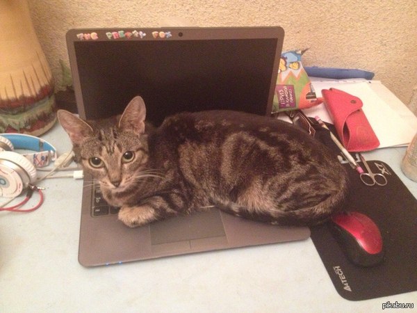 � ������ ���������