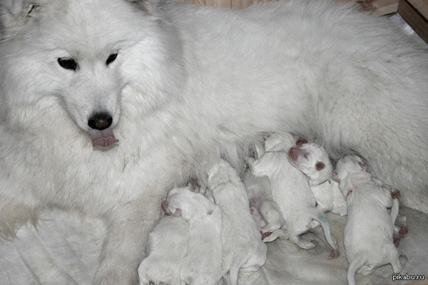 ������ ��� ���� ���� ��� �����, �����!