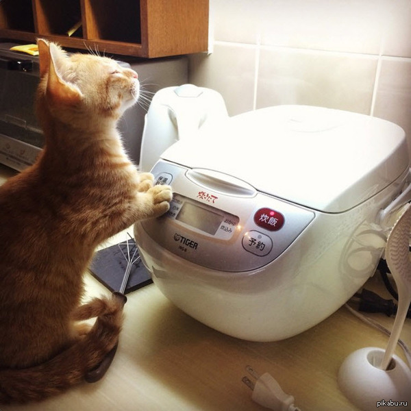 &quot;Этот японский котик любит сидеть у пароварки наслаждаться запахом свежеприготовленного риса&quot; фото, прикол, кот, рис