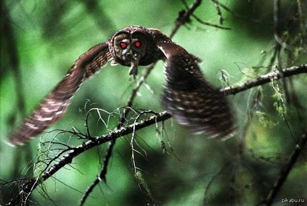 � �������