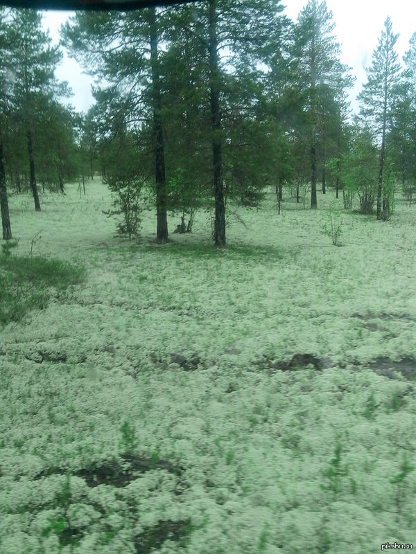 немного ягеля