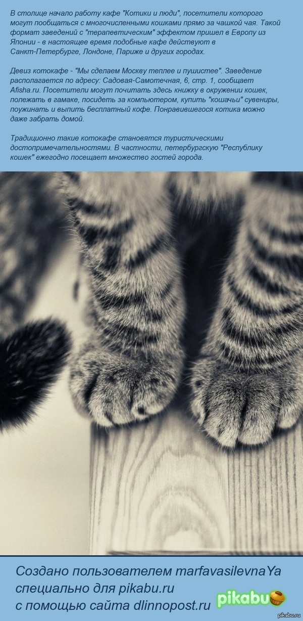 В Москве появилось первое кафе с котиками :3