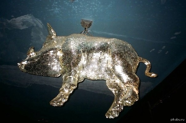Swag  Disco-pig