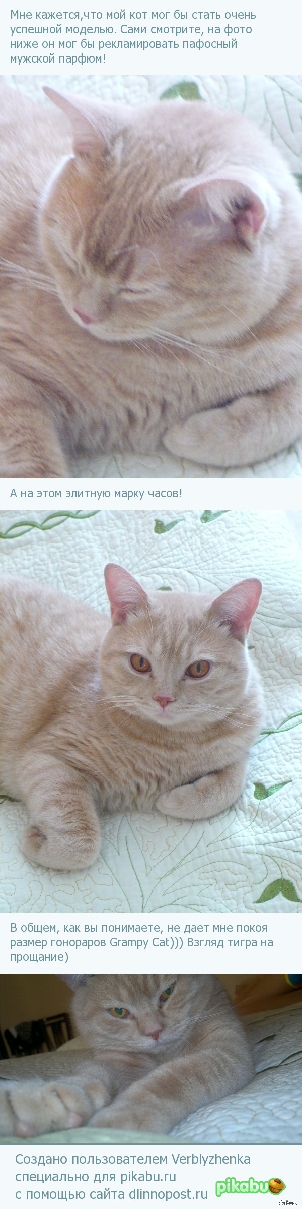 Пытаюсь устроить карьеру своего кота, а вдруг получится))))