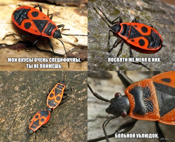 25 оттенков красного и 25 чёрного