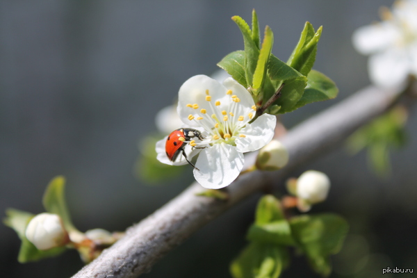 ���� �����