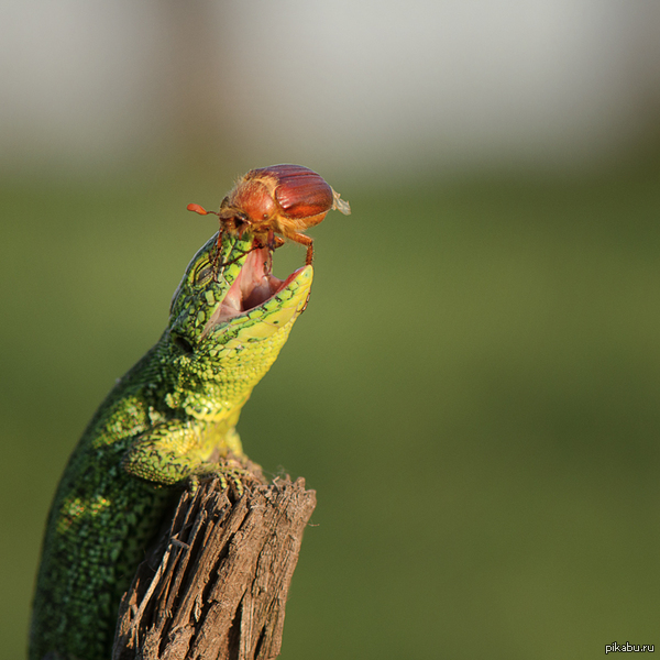 Стоматолога вызывали? | Пикабу