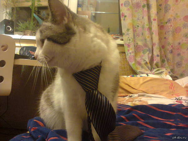 Моя кошка на работу собирается)