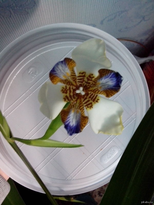 Цветок ириса