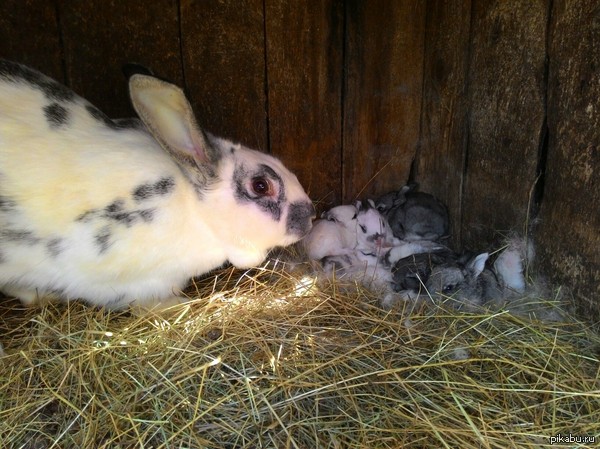 Little hares - My, Children, Bunny, Farm, Village