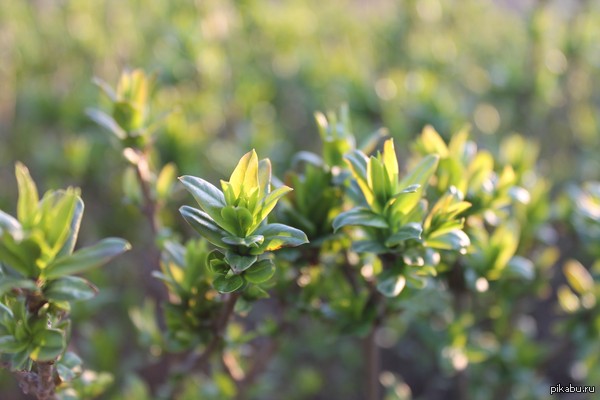 " � ������ � ���� � ��������...."